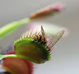 EB's Venus FlyTrap