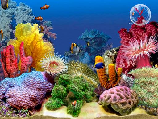 Tropical Fish Scenes