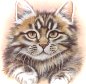 Click Here to Download Feline Friends Screensaver