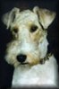 Click here to download Wire Fox Terrier