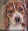 click here to download beagles