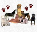 click here to download Canines