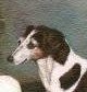 Click here to download Dogs