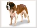 Click here to download St. Bernard