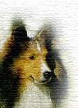 Click here to download Sheltie