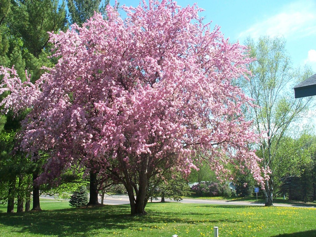 Flowering Bushes