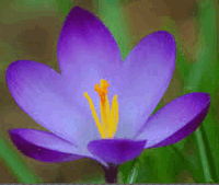 Thinking About Crocuses