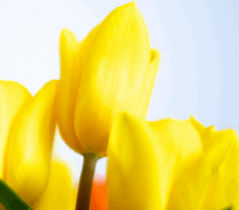The First Day of Spring