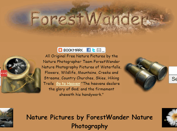 Cloudeight Site Pick -Forest Wander