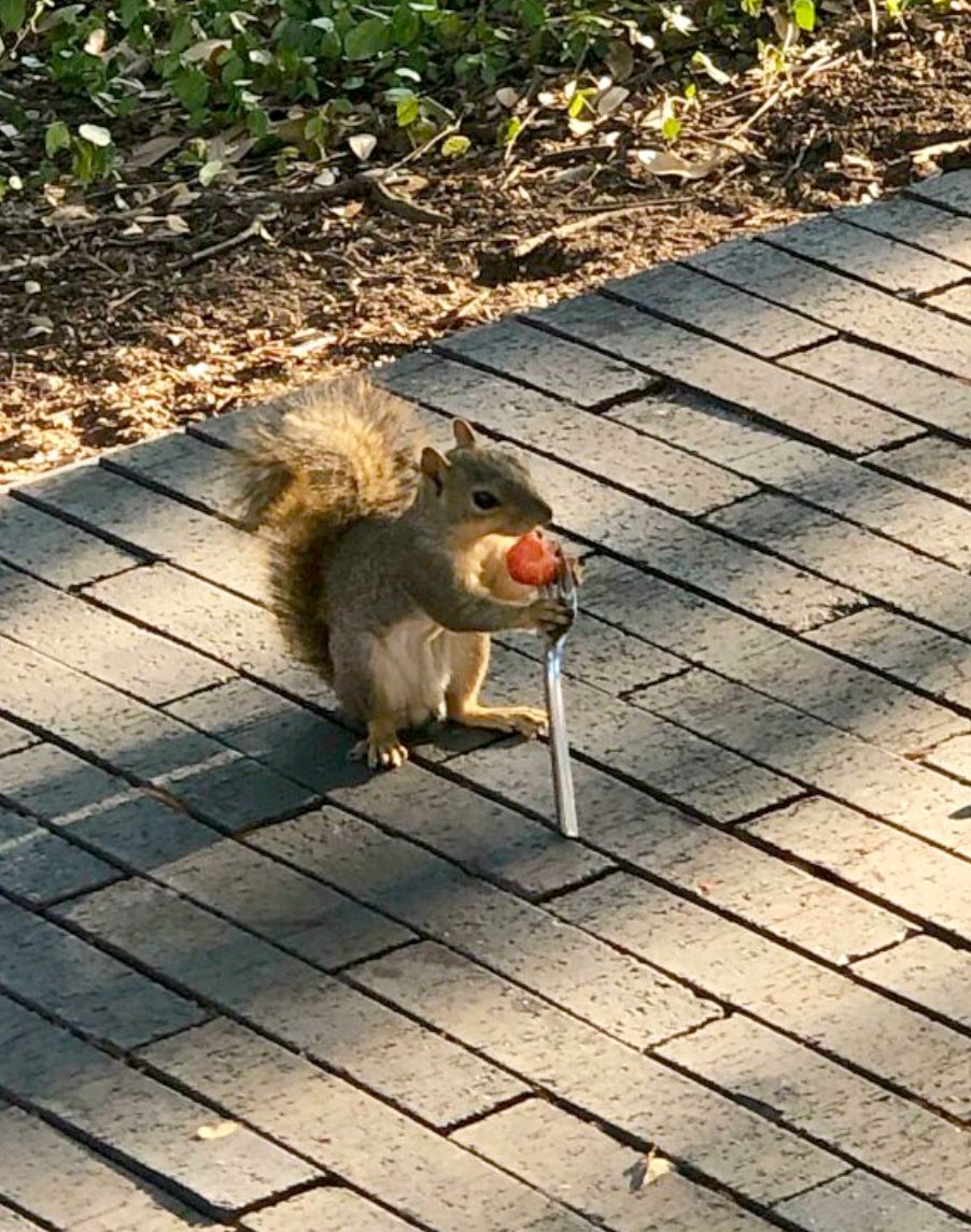 a squirrel eating a strawberry on a fork.