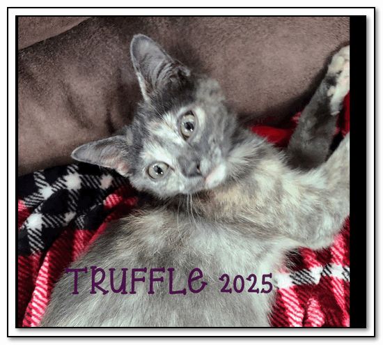 Mery Christmas from Truffle -- and me :)