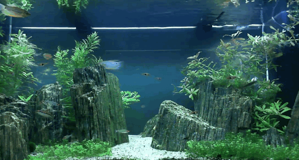 aquarium